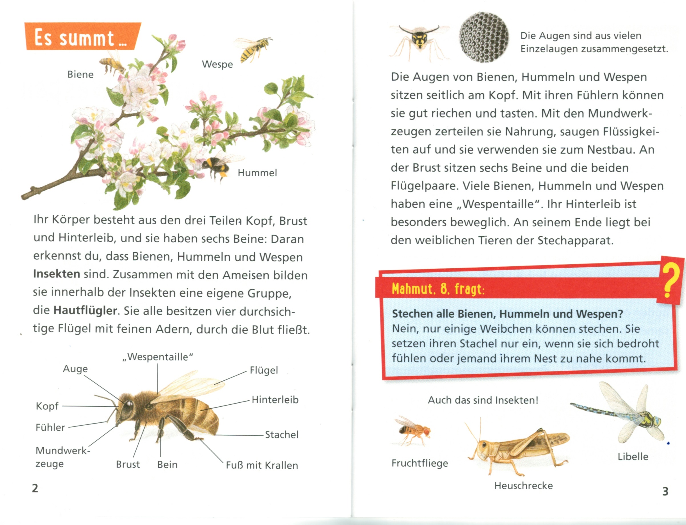 Kinderbuch pixi wissen "Bienen, Hummeln, Wespen"