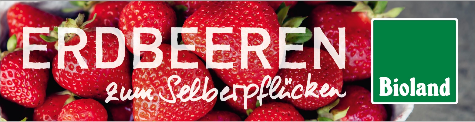 Banner-Erdbeeren "zum Selberpflücken"
