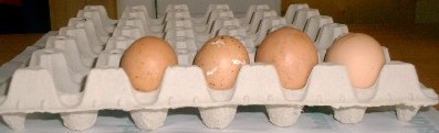 Eierhöcker, Gr. 15,5 lbs