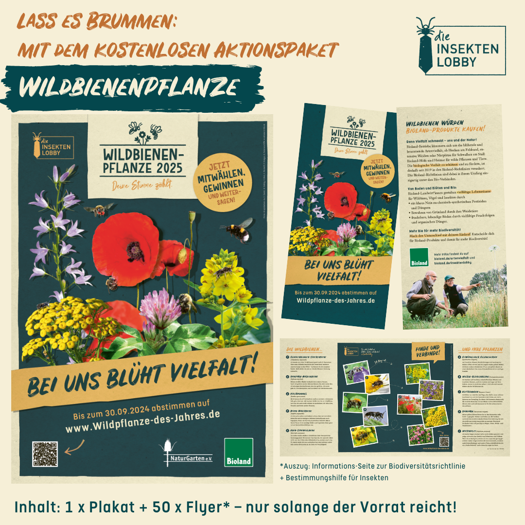 Aktionspaket "Wahl zur Wildbienenpflanze 2025"
