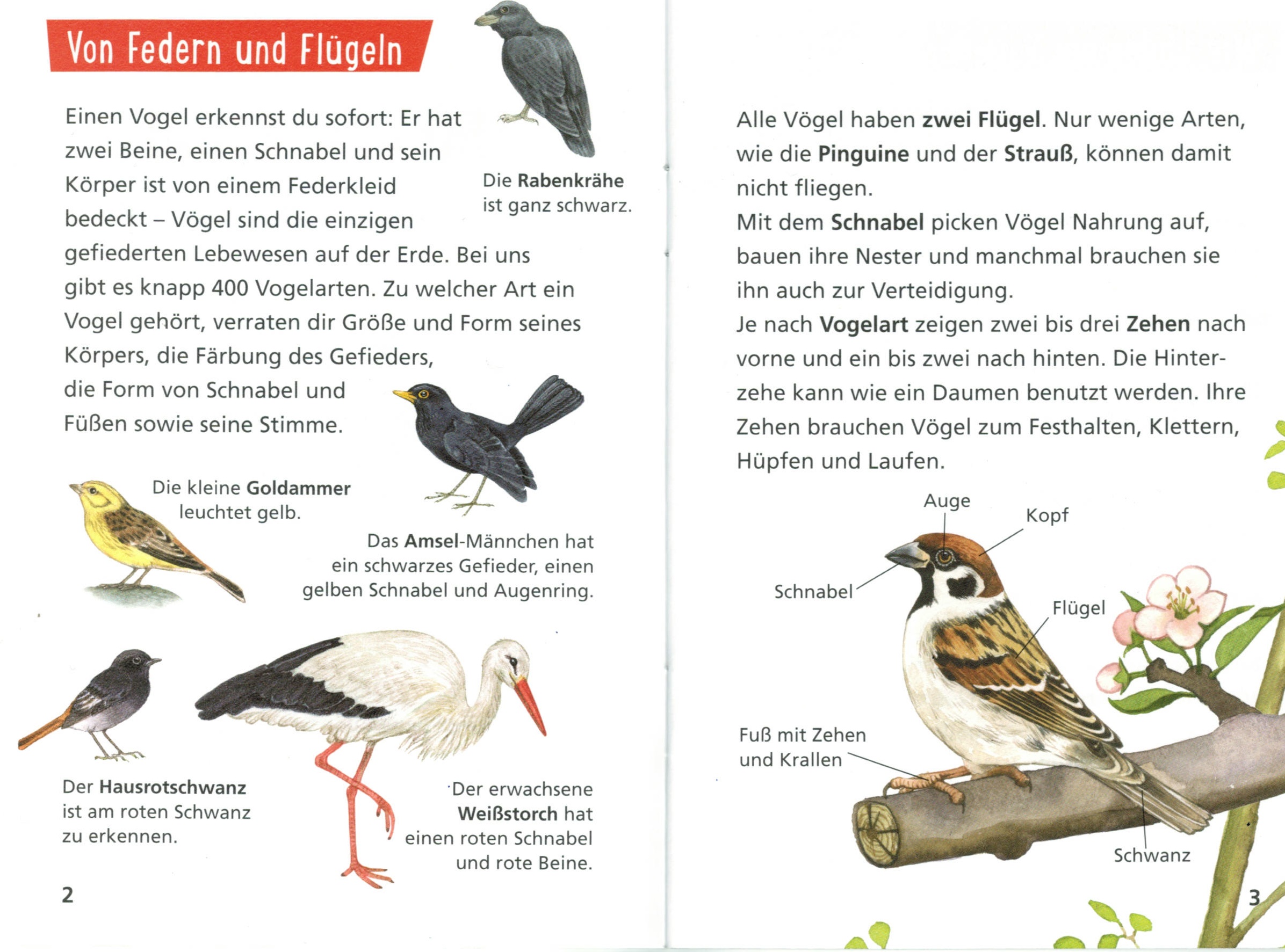 Kinderbuch pixi wissen "Unsere Vögel"
